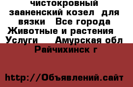 чистокровный зааненский козел  для вязки - Все города Животные и растения » Услуги   . Амурская обл.,Райчихинск г.